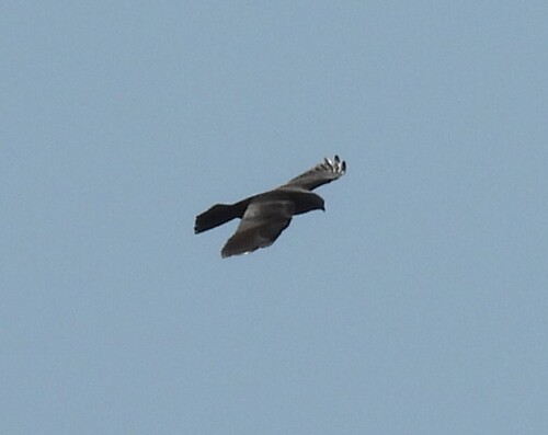 Mississippi Kite