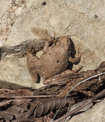 Blanchard's Cricket Frog