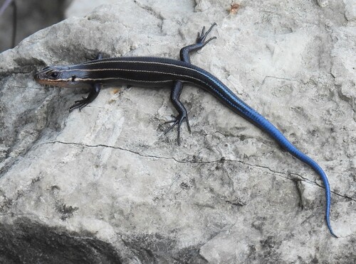 Common Five-lined Skink