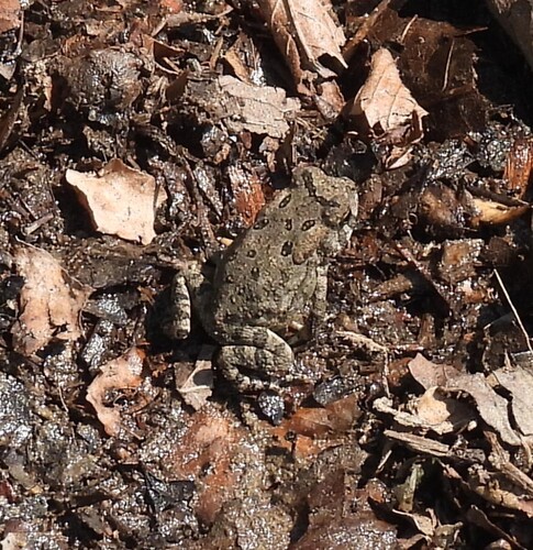 Fowler's Toad
