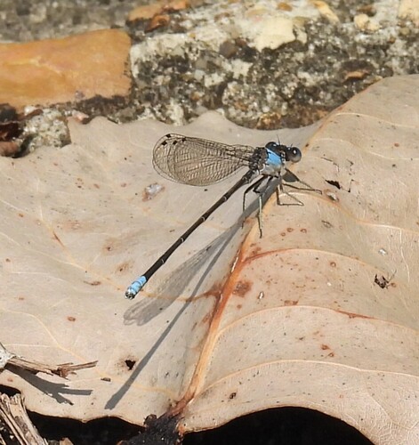 Blue-fronted Dancer