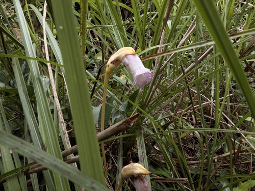 Indian Broomrape