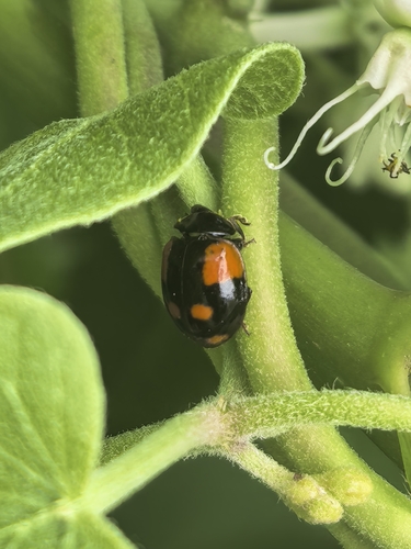 Two-spotted Lady Beetle