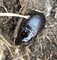 Aztecarpalus schaefferi