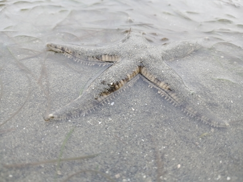 Archaster typicus observed 2026-08-17