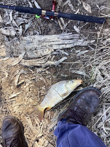 European Carp