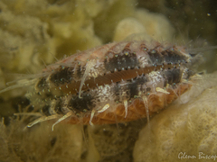 Aequipecten opercularis