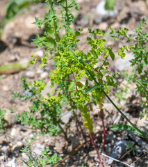 Euphorbia stricta, photograph author not stated, no rights reserved