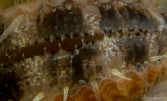 Aequipecten opercularis