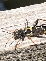 Neoclytus conjunctus