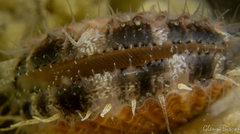Aequipecten opercularis