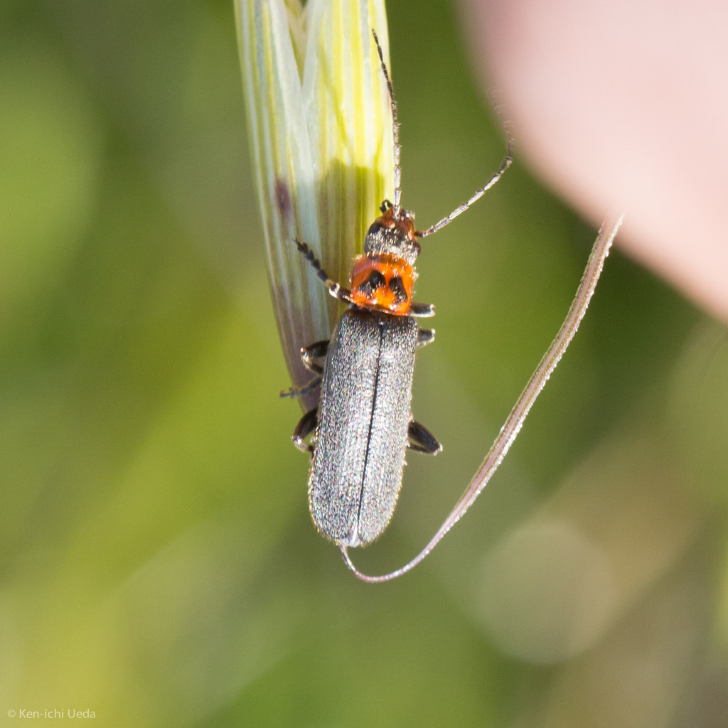 Cyrtomoptera