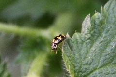Propylea quatuordecimpunctata