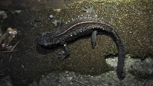 Fujian Warty Newt