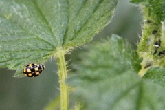 Propylea quatuordecimpunctata