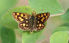 Carterocephalus skada