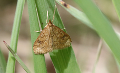 Udea profundalis