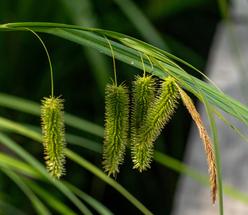 Carex pseudocyperus
