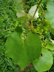 Vitis cinerea