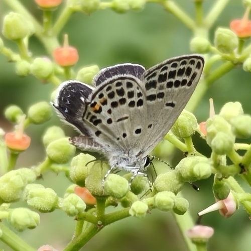 Tongeia filicaudis