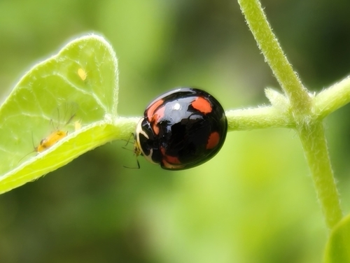Six-spotted Zigzag Ladybird