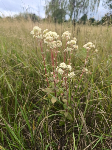 Great Stonecrop