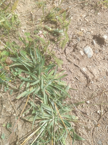 Plantago atrata, photograph 1
