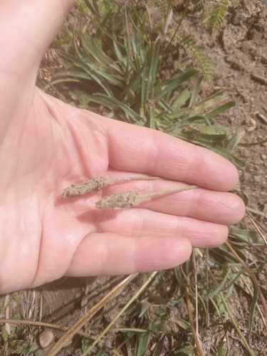 Plantago atrata, photograph 2