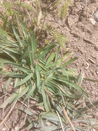 Plantago atrata, photograph 3