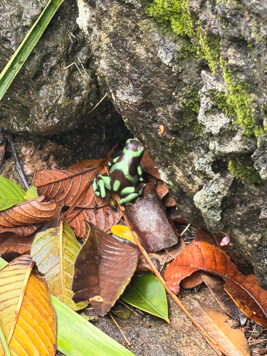 Dendrobates auratus observed 2026-08-16