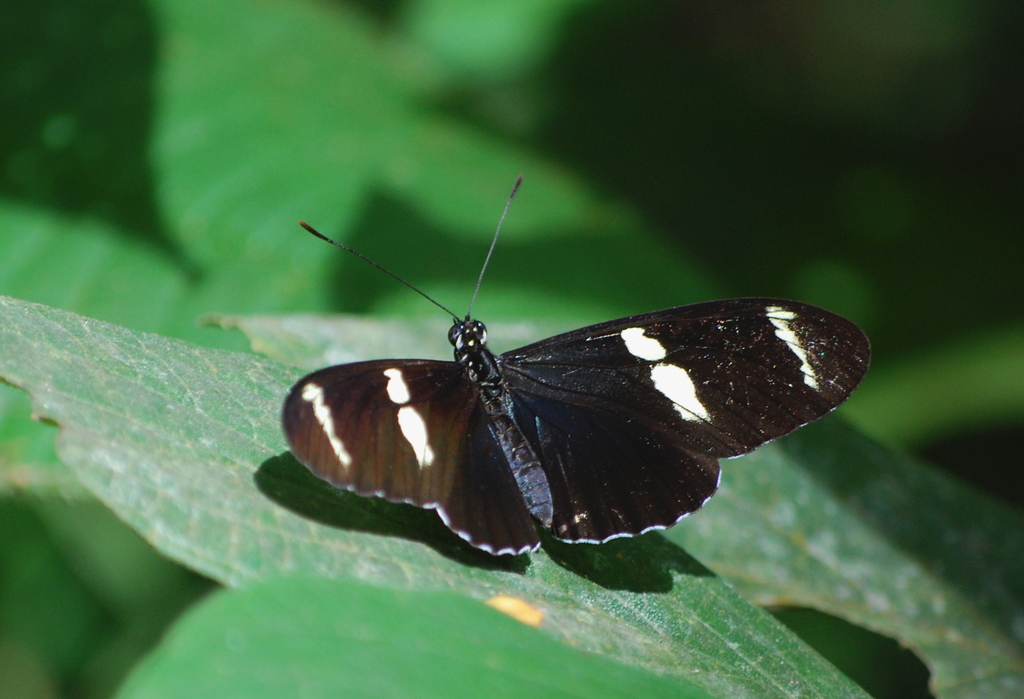 Sara Longwing