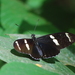 Heliconius sara magdalena - Photo (c) desertnaturalist, some rights reserved (CC BY), uploaded by desertnaturalist