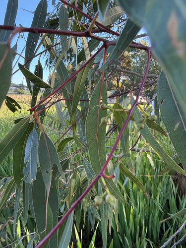 River Red Gum