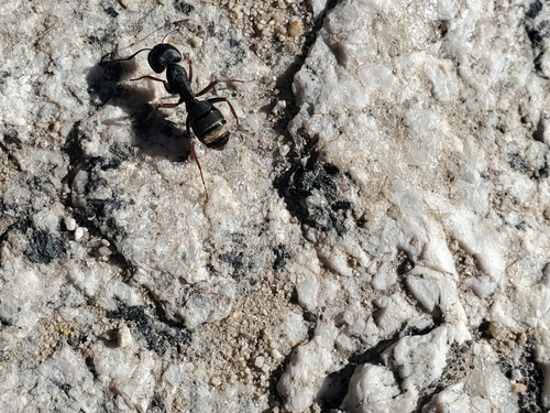 iNaturalist observation photo of Western Black Carpenter Ant