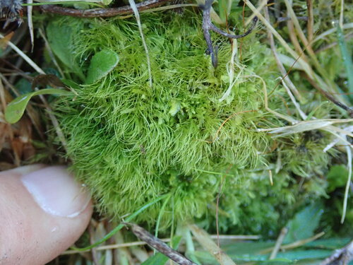 Ditrichum cylindricarpum observed 2026-08-02