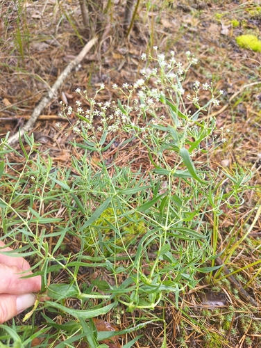 baby's-breath