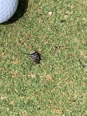 Trichiotinus texanus