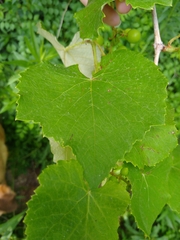 Vitis cinerea