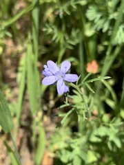 Gilia achilleifolia