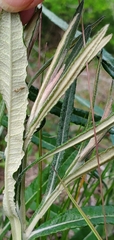 Pterocaulon