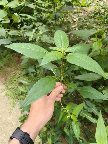 Asian Copperleaf