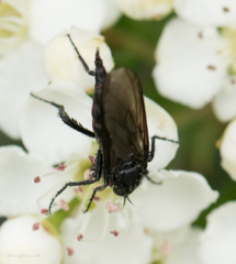 Empis ciliata