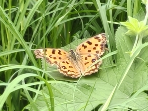 Asian Comma