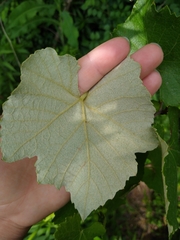 Vitis cinerea