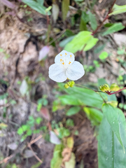 Gibasis pellucida