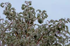 (c) Arthur Bruck, some rights reserved (CC BY) Solanum lycocarpum, photograph (c) Arthur Bruck, some rights reserved (CC BY)