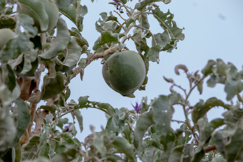 Solanum lycocarpum, photograph 5