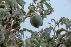 (c) Arthur Bruck, some rights reserved (CC BY) Solanum lycocarpum, photograph (c) Arthur Bruck, some rights reserved (CC BY)