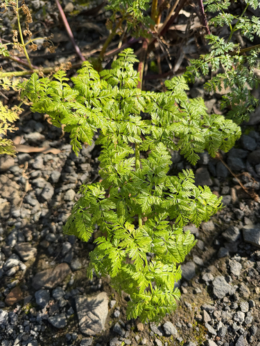 poison hemlock