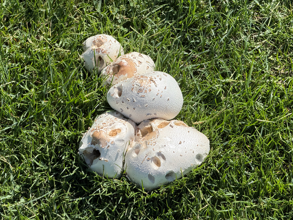 Green-spored Parasol · August 2026 · photo: Photo: (c) Nathan Nguyen, some rights reserved (CC BY) · iNaturalist